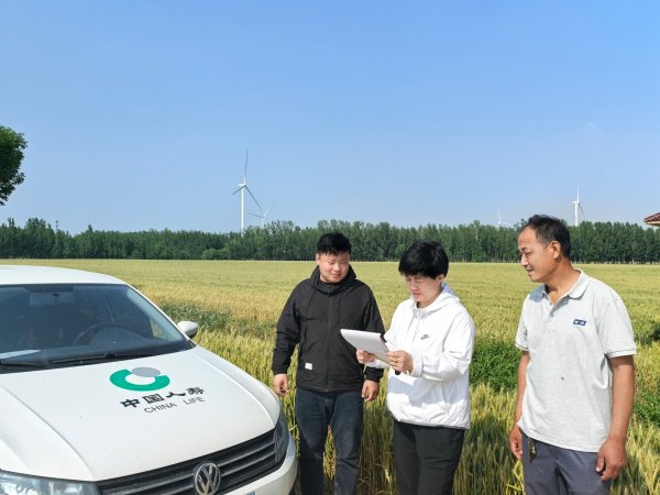 同花配 中国人寿财险济南市中心支公司创新推出商业保险 化解小麦“增产不增收”难题